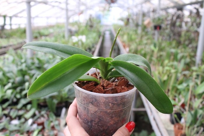 Doritaenopsis Tzu Chiang Sapphire.JPG