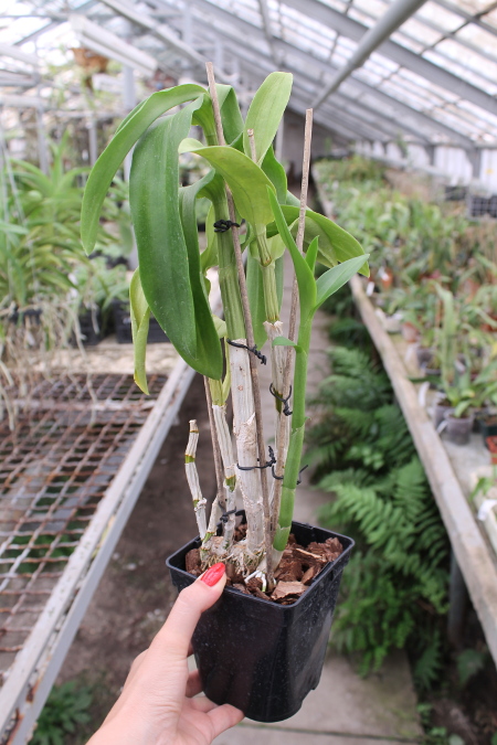 Dendrobium King Dragon x Supanburi White.JPG