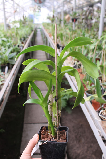 Dendrobium Brandy.jpg