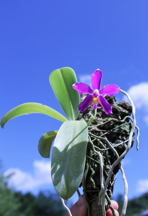 Phalaenopsis pulchra.jpg