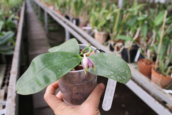 Phalaenopsis (speciosa 'c-1' x violacea) x Phalaenopsis LD's Bear Queen.jpg