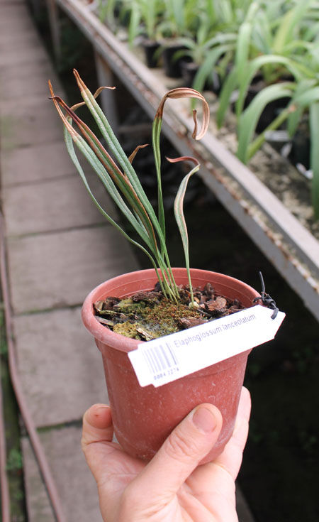 Elaphoglossum lanceolatum.jpg