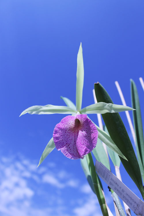 Brassocattleya Saint Andre (Cattleya dowiana aurea x Brassavola nodosa).jpg