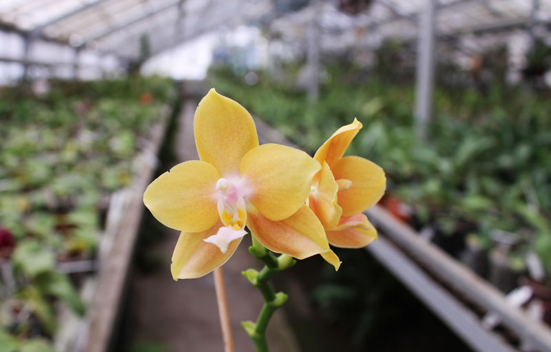 Phalaenopsis Lioulin Moon x bellina blue.jpg