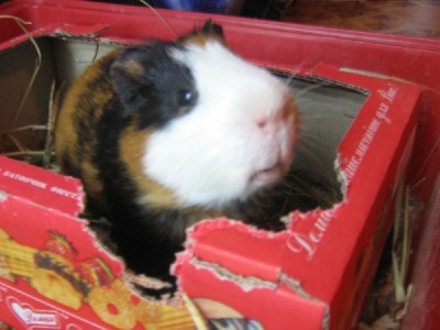 Через неделю в стенке появляется окошко с форточкой.