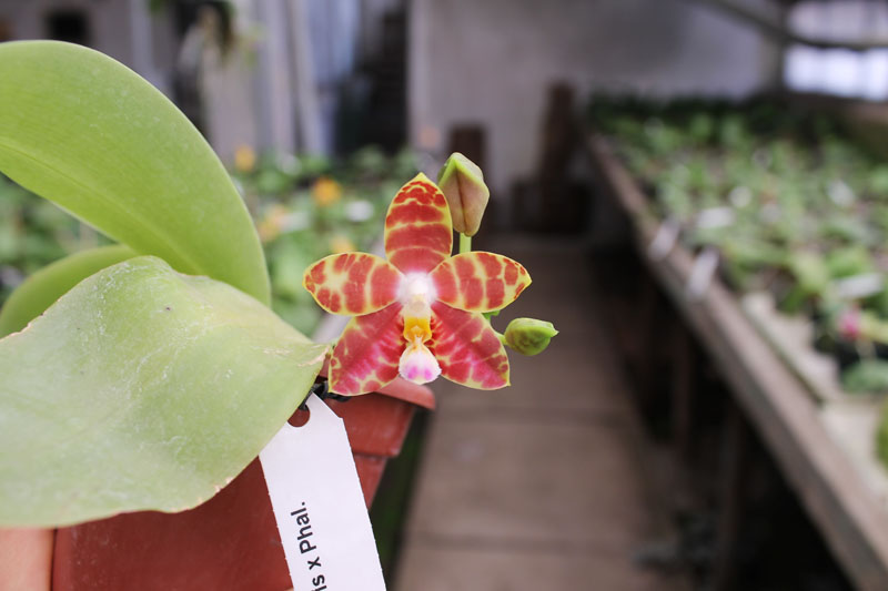 Phalaenopsis amboinensis x Phalaenopsis Penang Girl.jpg