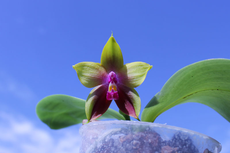 Phalaenopsis KS Happy Eagle x Ld's Bear Queen.jpg