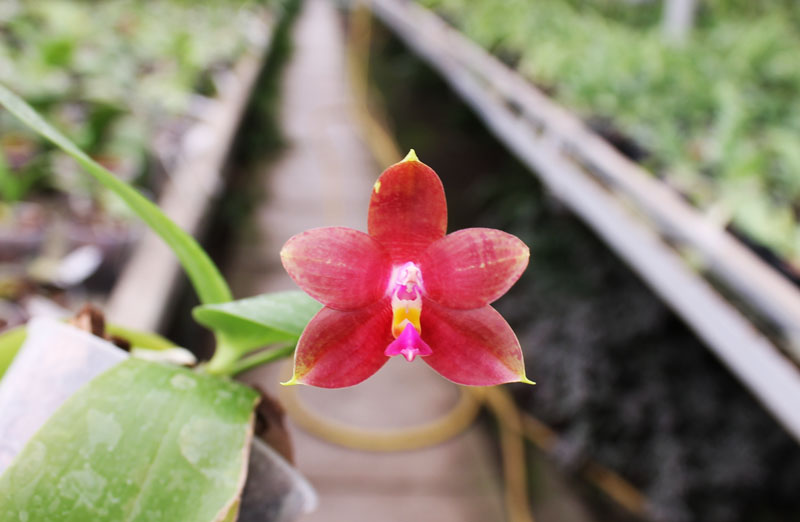 Phalaenopsis amboinensis yellow x violacea indigo.jpg