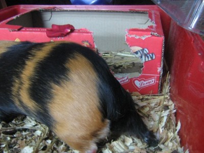 Прошло еще 3 дня и окошко превращается в дверь.