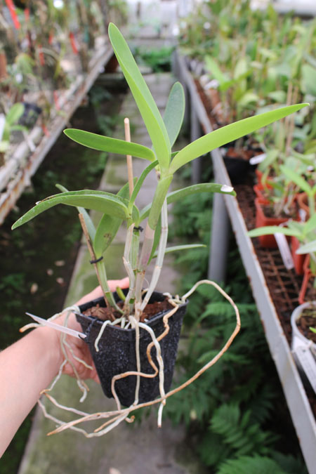 Cattleya intermedia sanguinea 'do Padre Vitus' x Cattleya intermedia flamea 'BF-96'.jpg