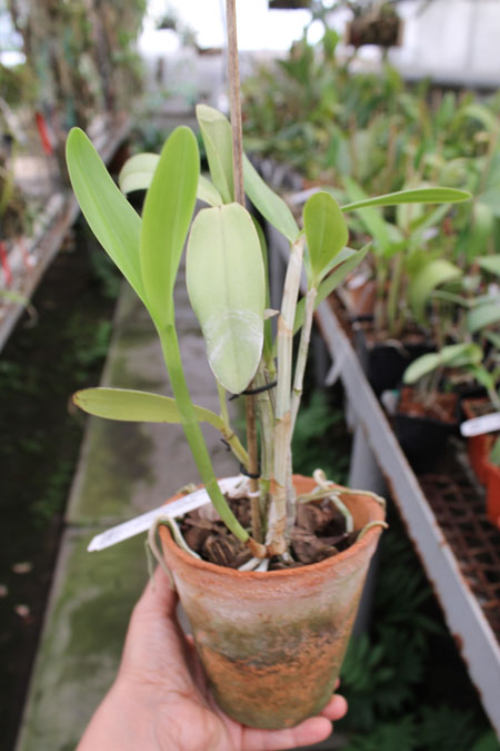Cattleya harrisoniana alba 'Maraja' x Cattleya harrisoniana trilabelo.jpg