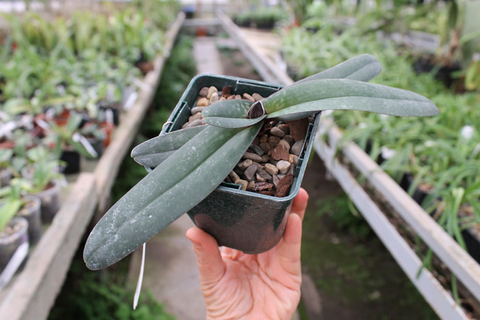 Paphiopedilum godefroyae.jpg