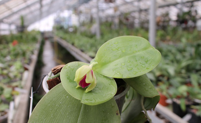 Phalaenopsis bellina 'Ponkan'.jpg