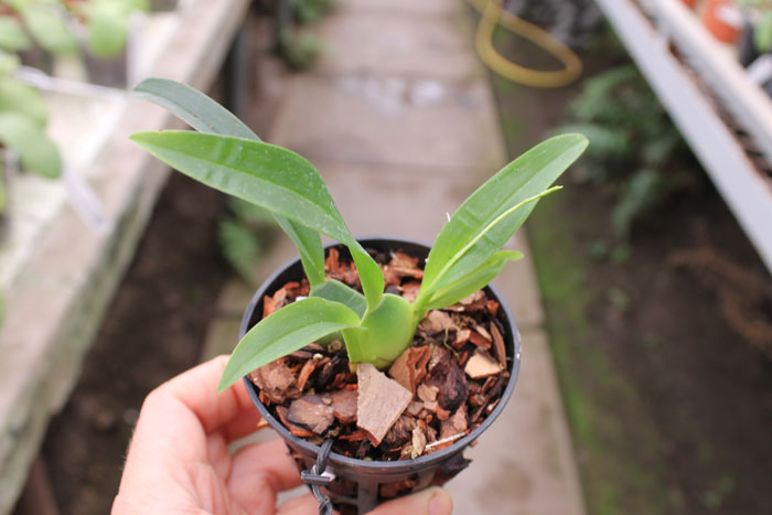 Oncidium cheirophorum.jpg