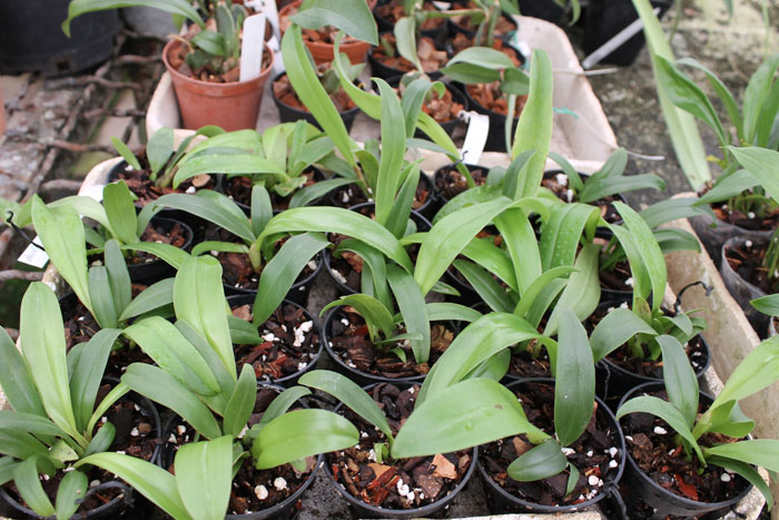 Bulbophyllum phalaenopsis x lobbii.jpg