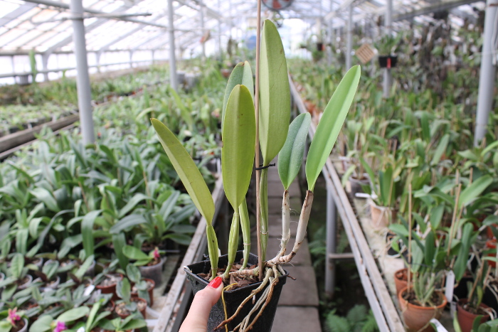 Cattleya trianae tipo 'Fine Variety' (98-8) x Cattleya trianae 'India' (10-8).JPG