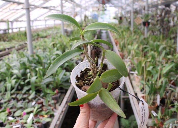 Cattleya intermedia sanguinea 'do Padre Vitus' x Cattleya intermedia flamea 'BF-96'.JPG