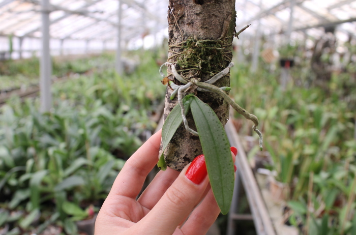 Phalaenopsis lindenii.JPG