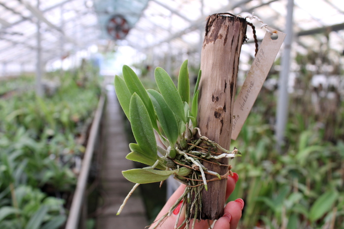 Laelia sincorana.JPG