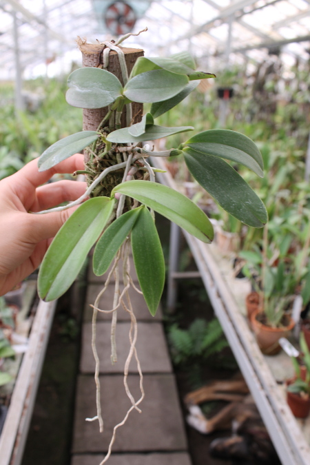 Cattleya aclandiae 'Itaparica' x Cattleya aclandiae 'Mulatinha'.JPG
