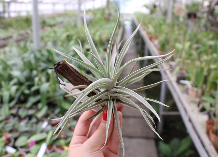 Tillandsia brachycaulos (white form).JPG