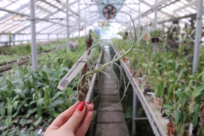 Tillandsia crocata 'Giant'.JPG