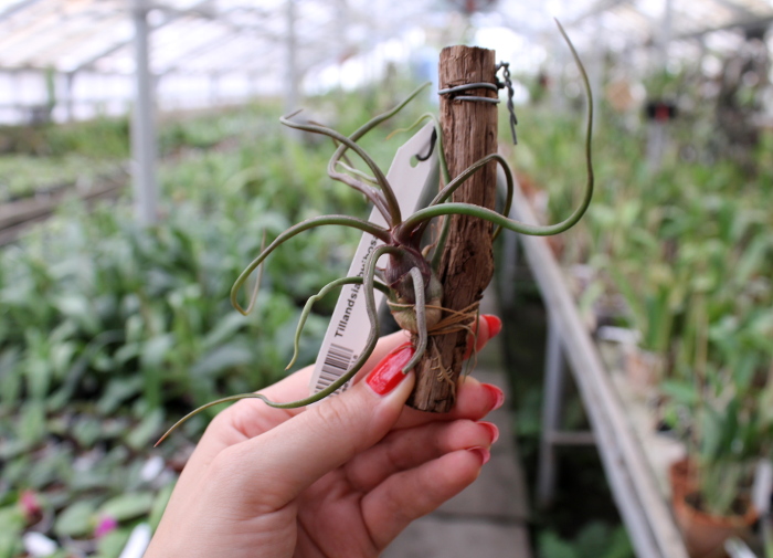 Tillandsia bulbosa.JPG