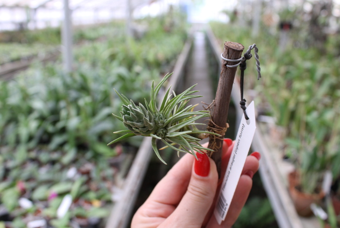 Tillandsia araujei (open form).JPG