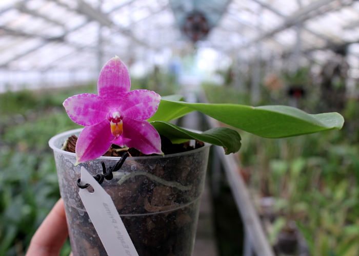 Phalaenopsis Ld Bellina Eagle x Prima.JPG