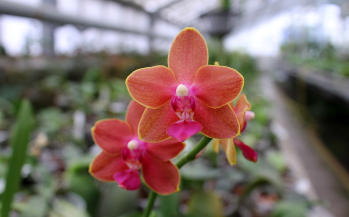 Phalaenopsis Tying Shin Phoenix 'Peter'.JPG