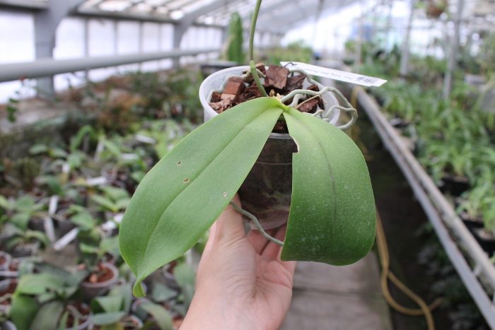 Phalaenopsis Tying Shin Phoenix 'Peter' .JPG