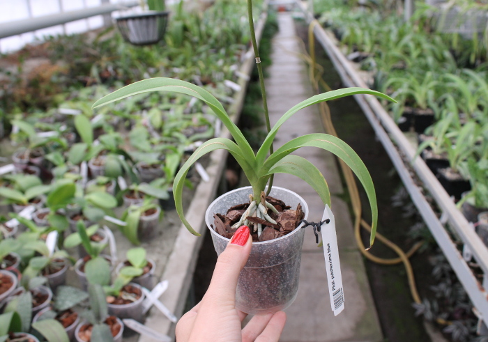 Phalaenopsis pulcherrima blue.JPG