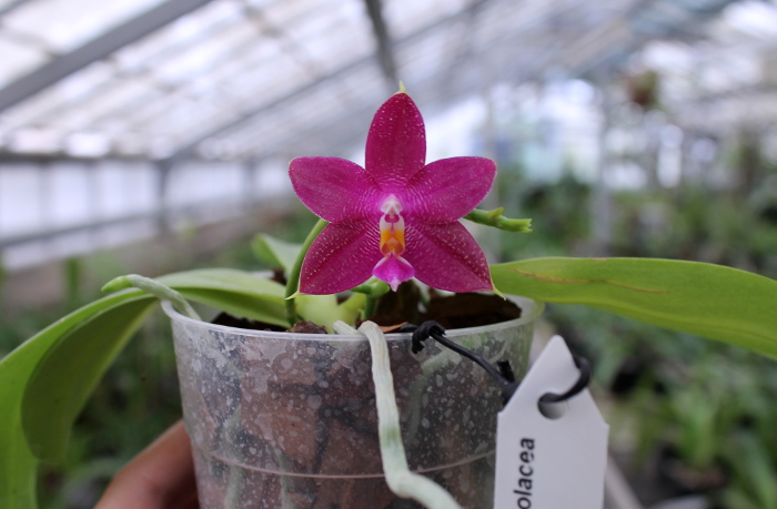 Phalaenopsis Ld's Bear King x violacea indigo.JPG