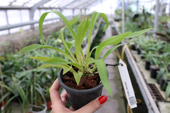 Cochleanthes discolor.JPG