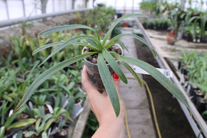 Paphiopedilum henryanum.JPG