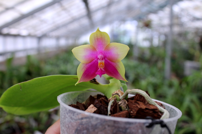 Phalaenopsis KS Happy Eagle x Ld's Bear Queen.JPG