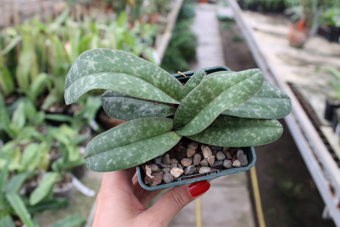 Paphiopedilum bellatulum.JPG