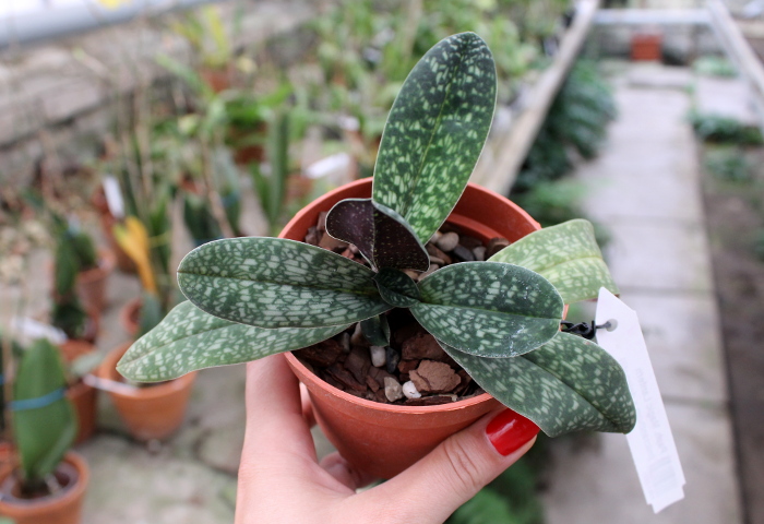 Paphiopedilum Magic Lantern (micranthum x delenatii).JPG
