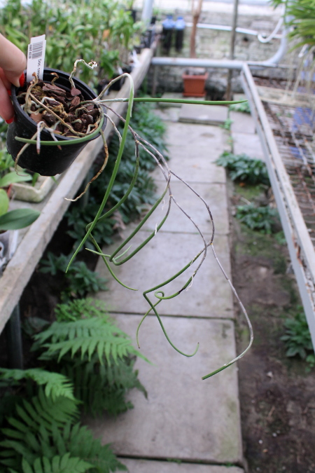 Dockrillia casuarinae.JPG