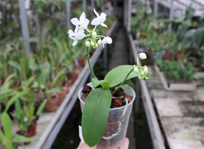 Phalaenopsis equestris alba.JPG