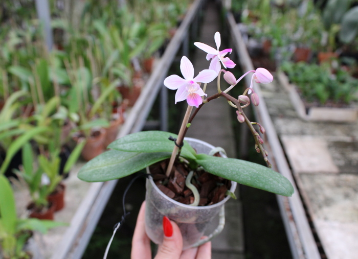 Phalaenopsis equestris alba x Phalaenopsis lindenii.JPG