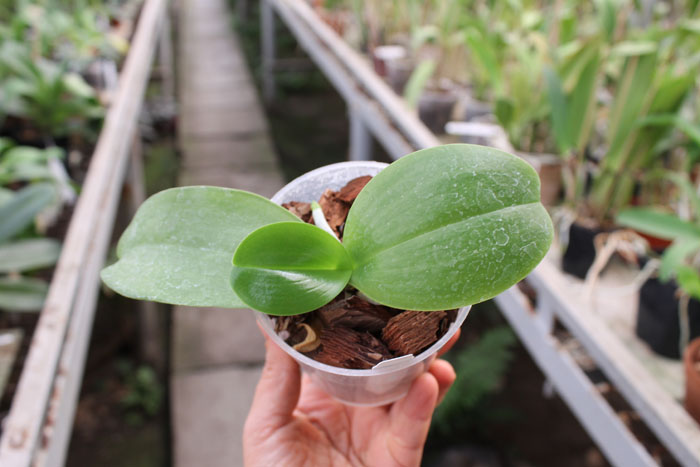 Phalaenopsis Yaphon Goodboy x Ld's Bear Queen.jpg