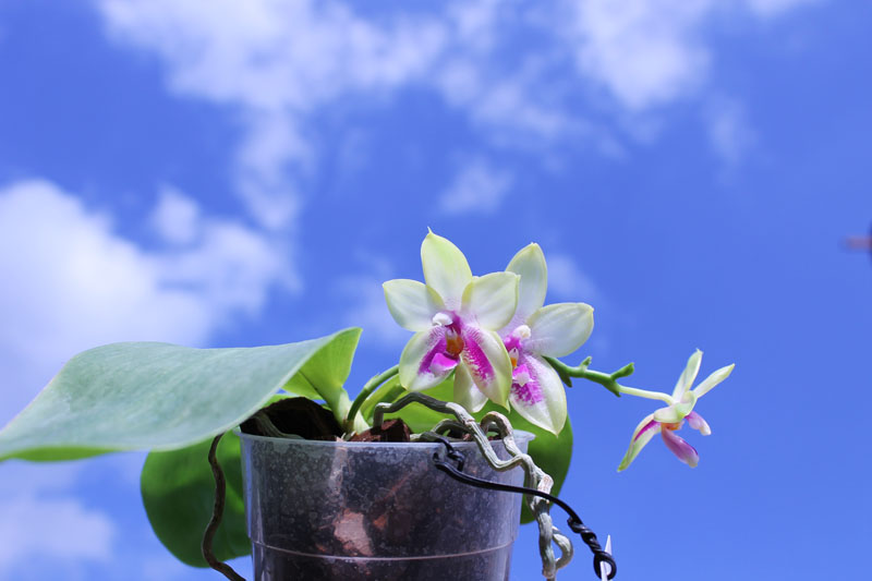 Phalaenopsis Ld's Bear Queen x Chang Mow Evergreen.jpg