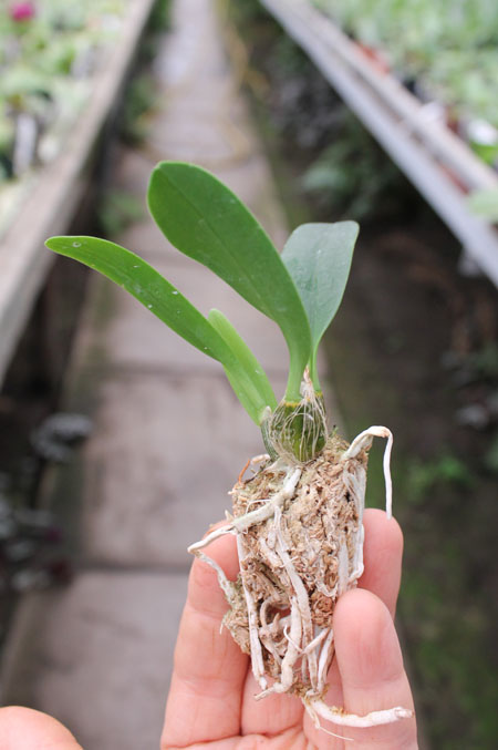Dendrobium speciosum.jpg