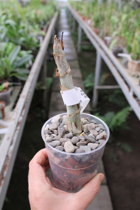 Cycnoches loddigesii.jpg