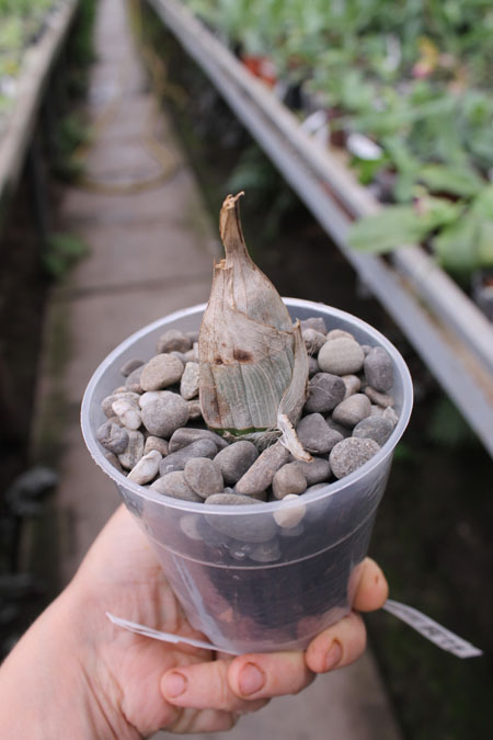 Catasetum Marter Red (fimbriatum x vinaceum red).jpg