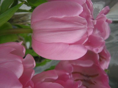 tulip1.jpg