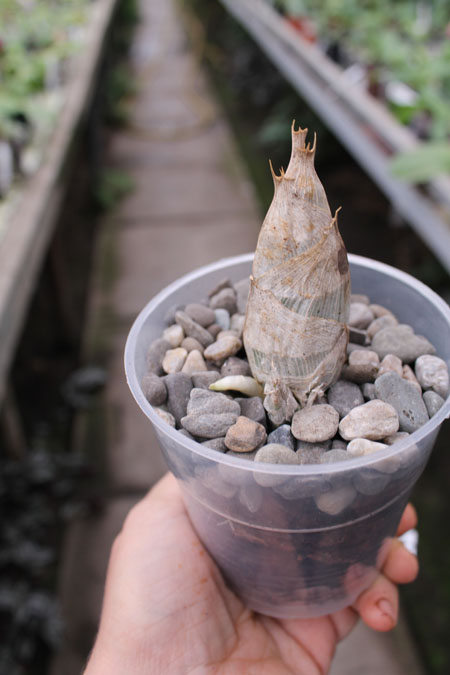 Catasetum Joao Stivali x pileatum Imperiales.jpg