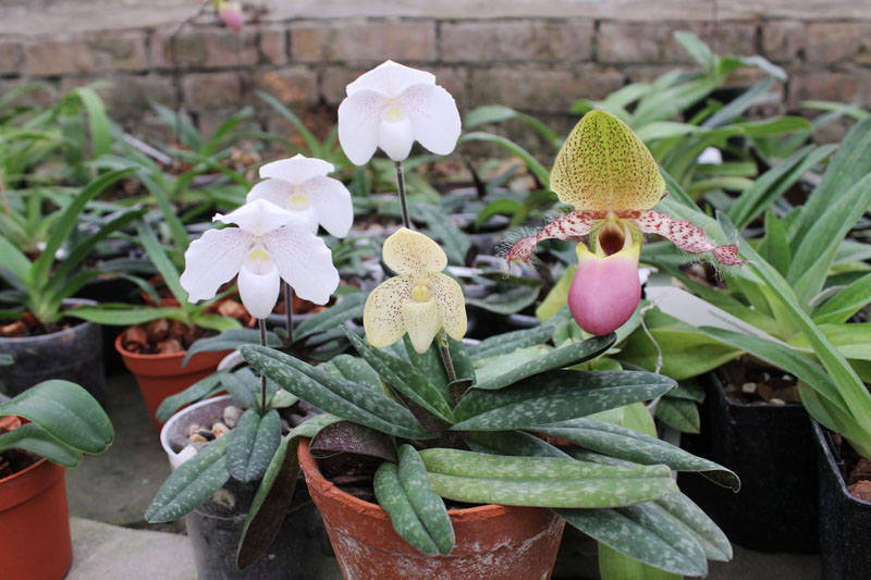 Paphiopedilum.jpg