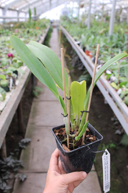 Cattleya mossiae semi alba 'Sao Luiz' x Cattleya mossiae semi alba 'Bela Vista.jpg